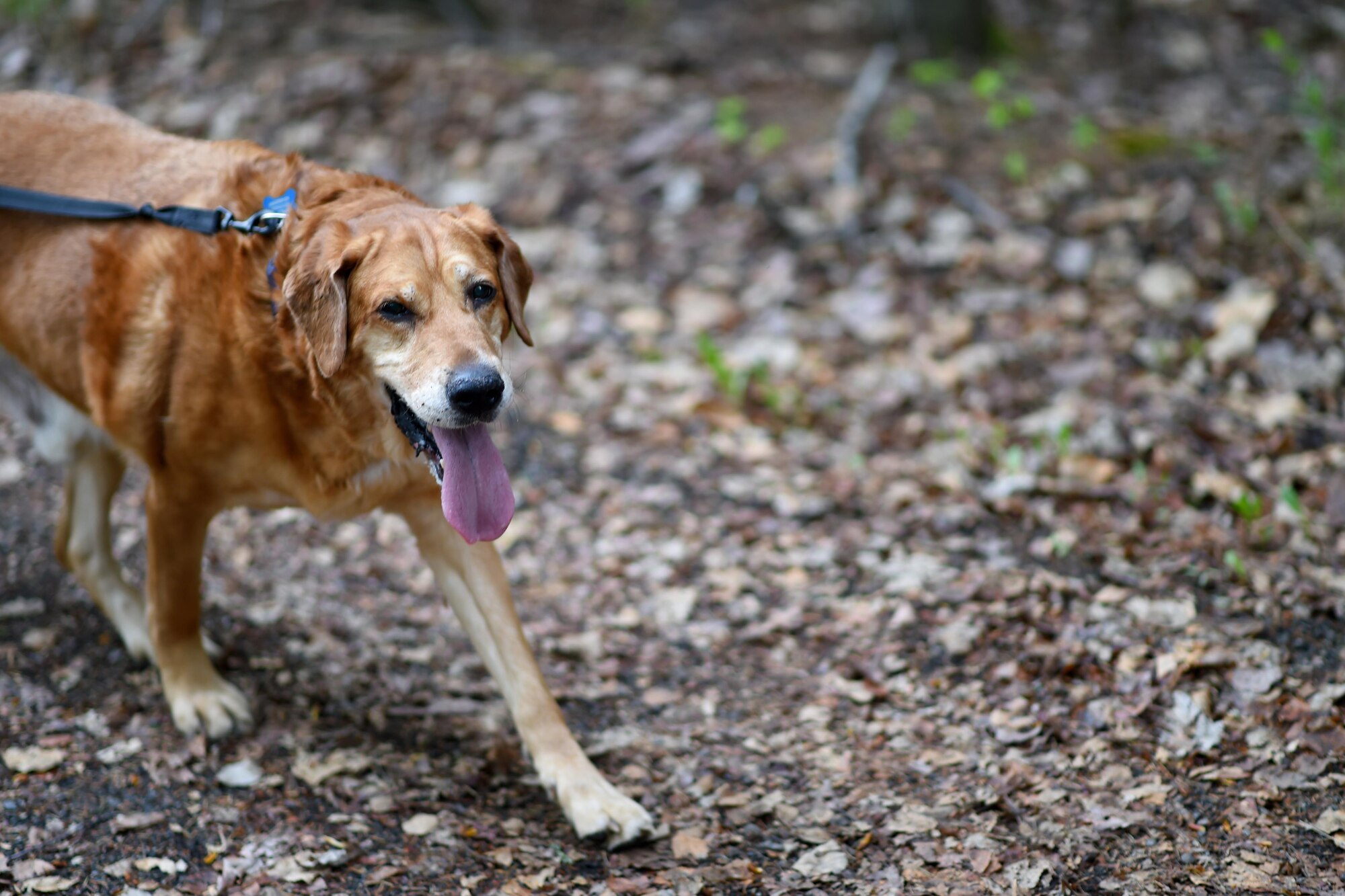 More than 40 Joint Base Elmendorf-Richardson residents raced with their canine companions at the Pet Fun Run 5K at Eagleglen Fitness Park May 19, 2017. First, second and third place finishers received prizes, though all pets were given goodie bags. 