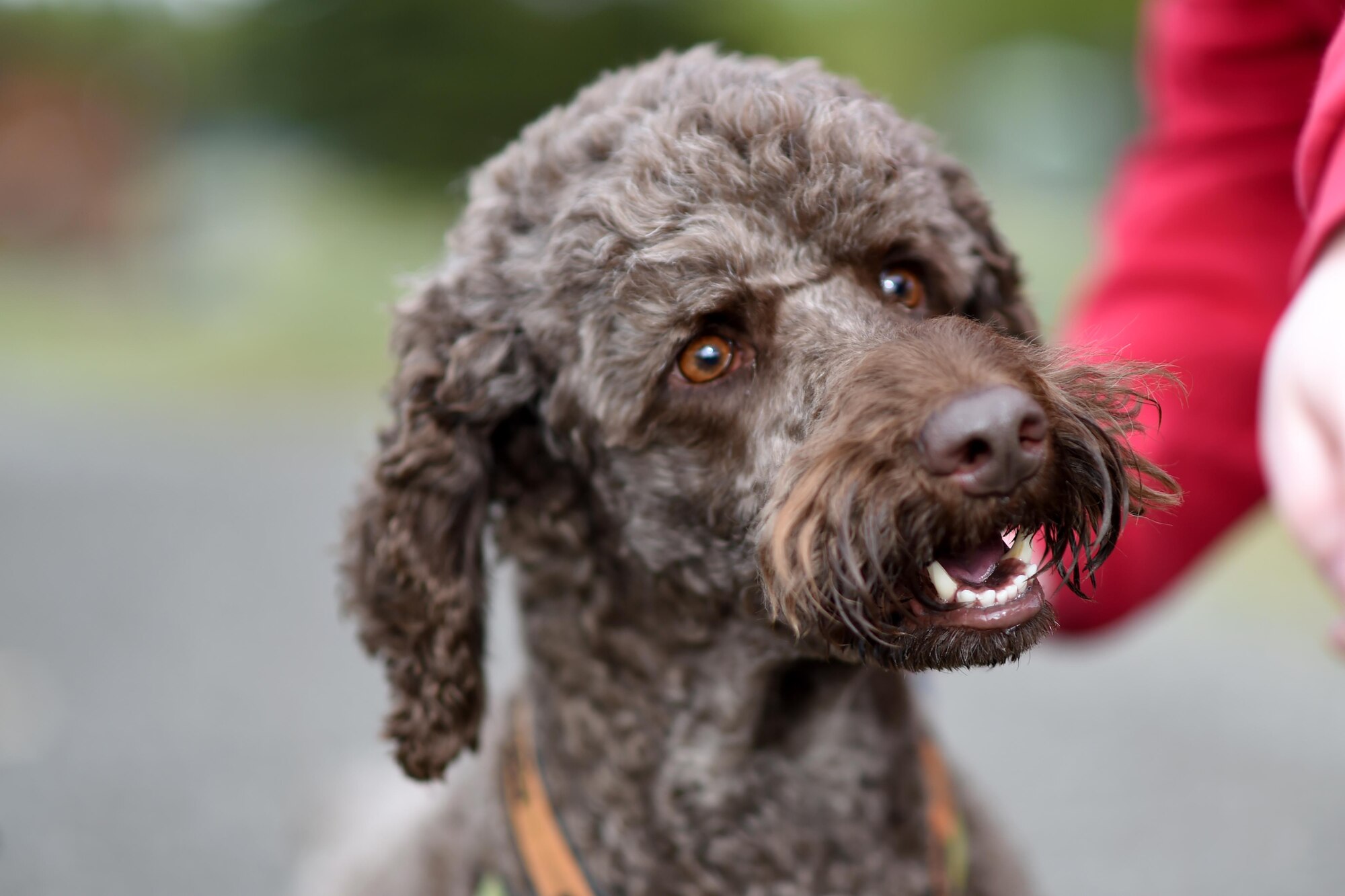 More than 40 Joint Base Elmendorf-Richardson residents raced with their canine companions at the Pet Fun Run 5K at Eagleglen Fitness Park May 19, 2017. First, second and third place finishers received prizes, though all pets were given goodie bags. 