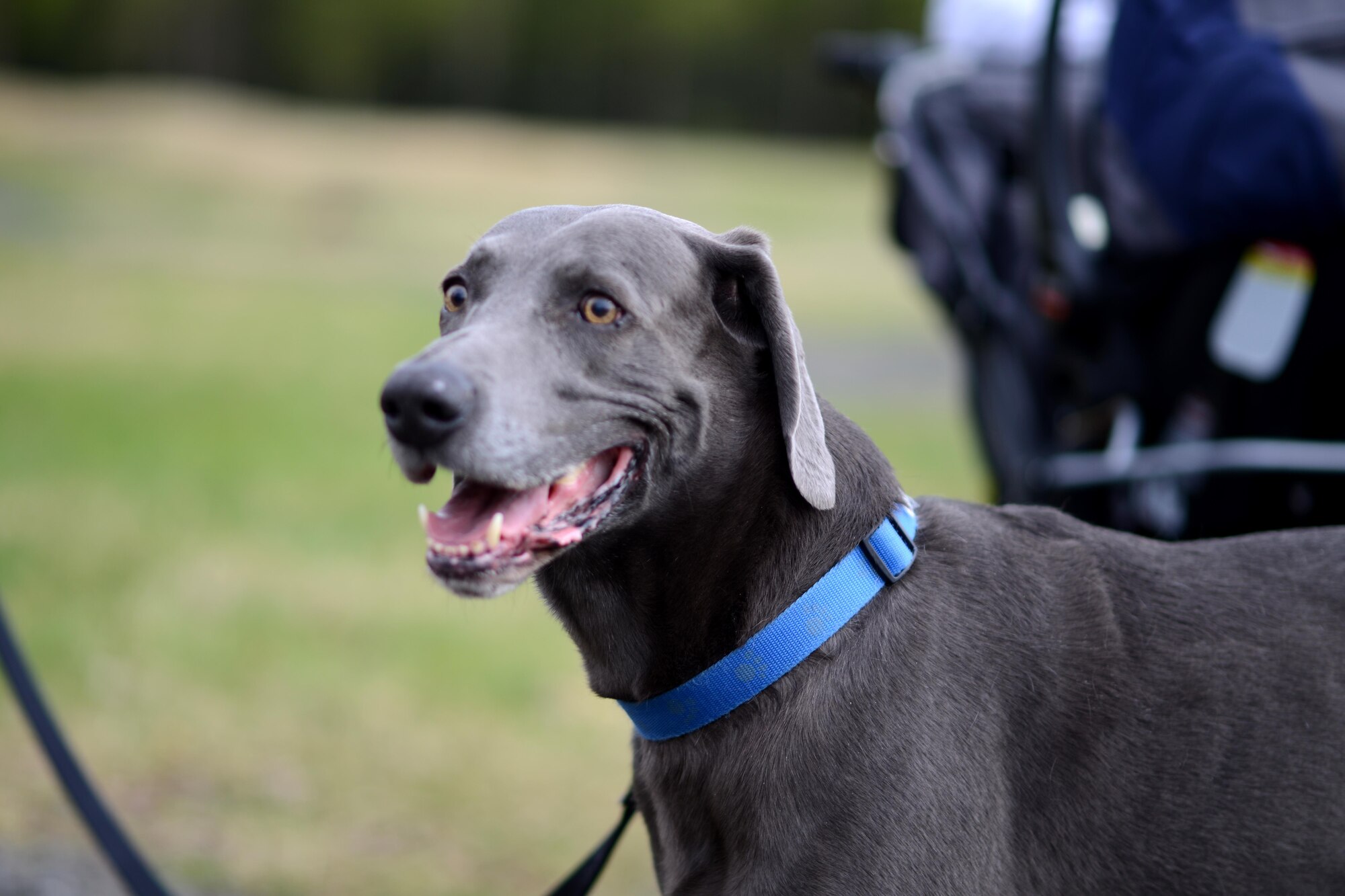 Pet Fun Run 5K > Joint Base Elmendorf-Richardson > News