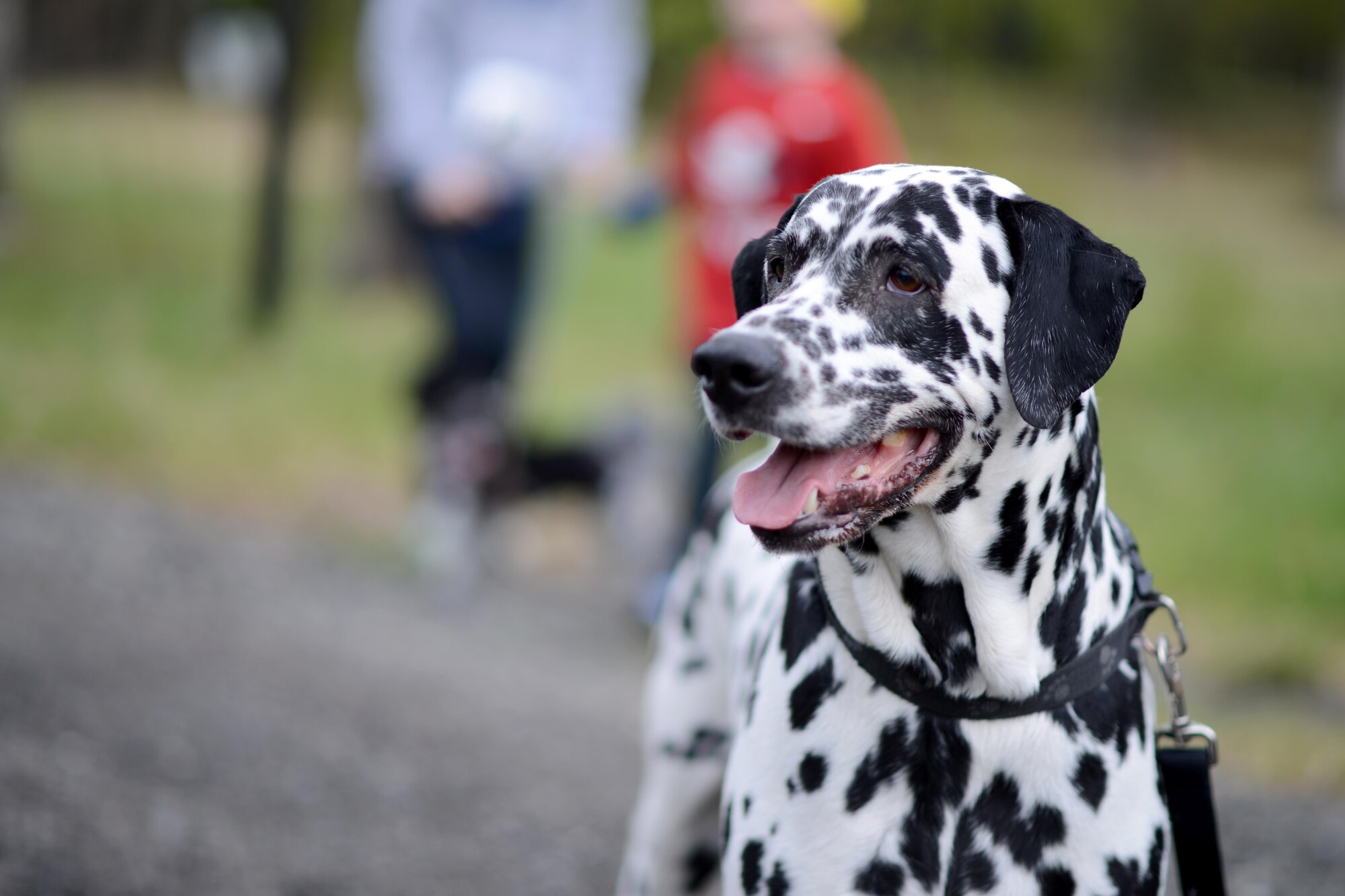 More than 40 Joint Base Elmendorf-Richardson residents raced with their canine companions at the Pet Fun Run 5K at Eagleglen Fitness Park May 19, 2017. First, second and third place finishers received prizes, though all pets were given goodie bags.