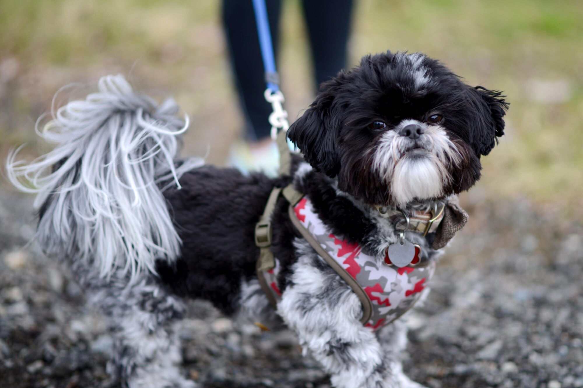 More than 40 Joint Base Elmendorf-Richardson residents raced with their canine companions at the Pet Fun Run 5K at Eagleglen Fitness Park May 19, 2017. First, second and third place finishers received prizes, though all pets were given goodie bags. 