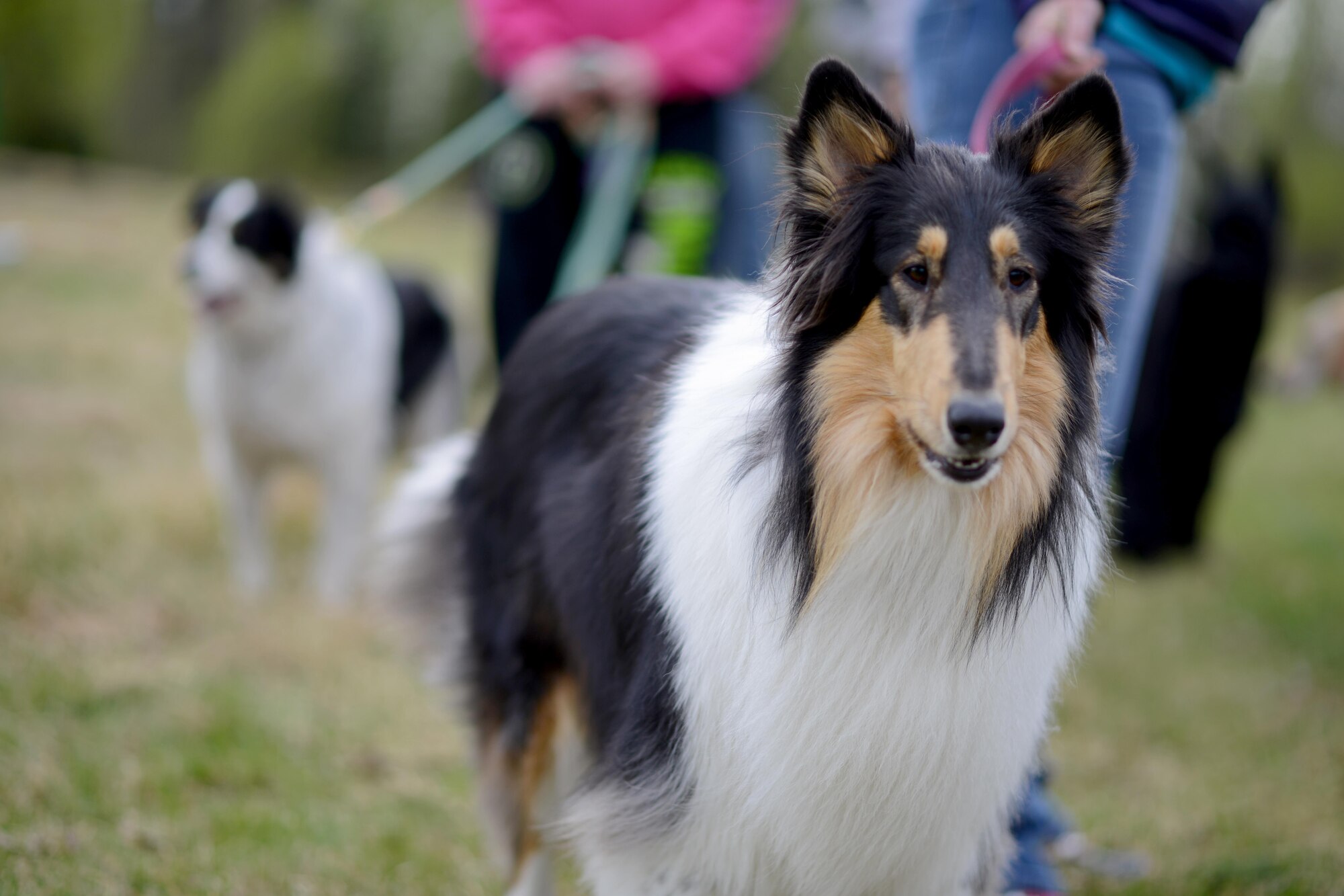 More than 40 Joint Base Elmendorf-Richardson residents raced with their canine companions at the Pet Fun Run 5K at Eagleglen Fitness Park May 19, 2017. First, second and third place finishers received prizes, though all pets were given goodie bags. 