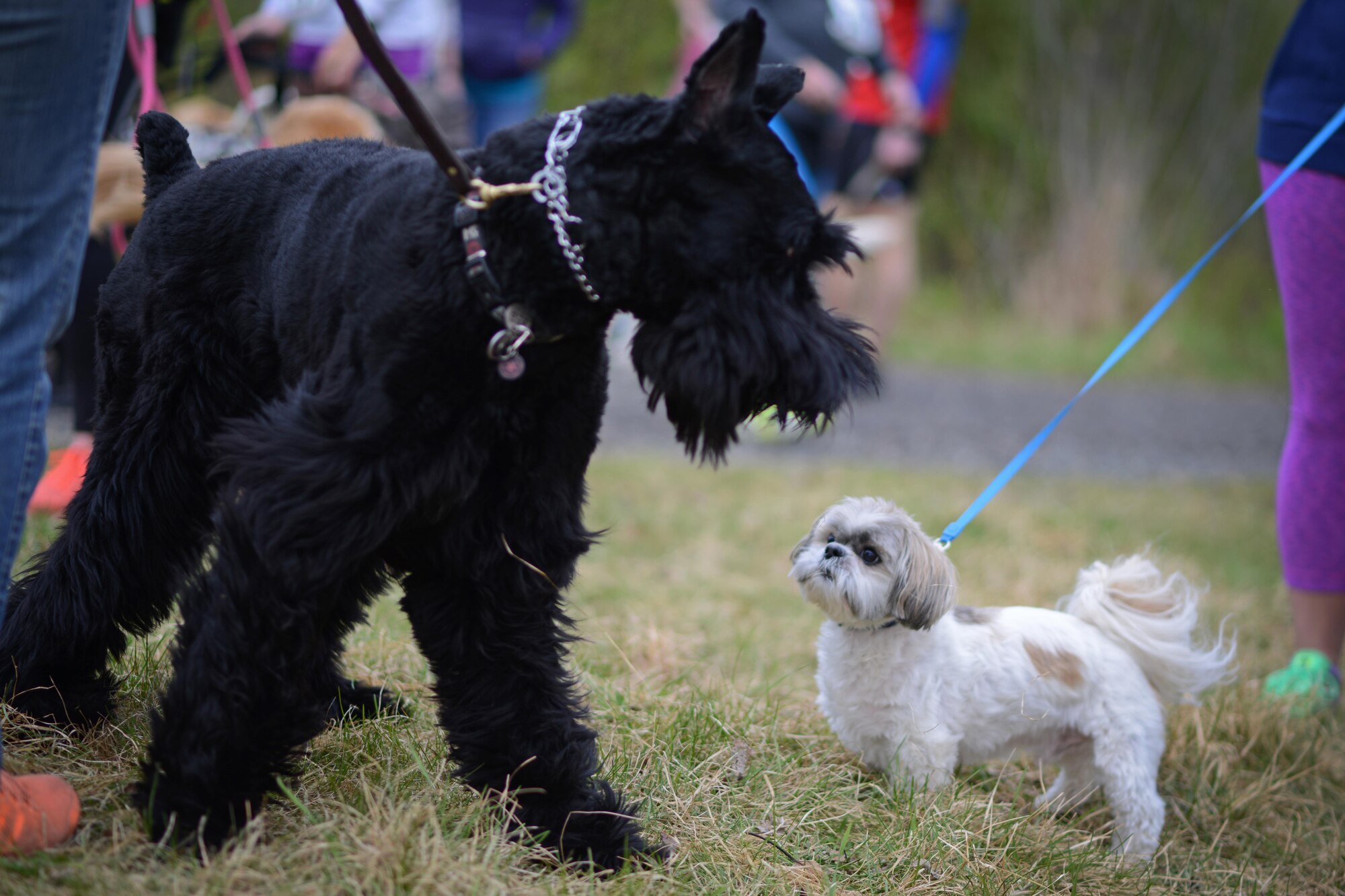 More than 40 Joint Base Elmendorf-Richardson residents raced with their canine companions at the Pet Fun Run 5K at Eagleglen Fitness Park May 19, 2017. First, second and third place finishers received prizes, though all pets were given goodie bags. 