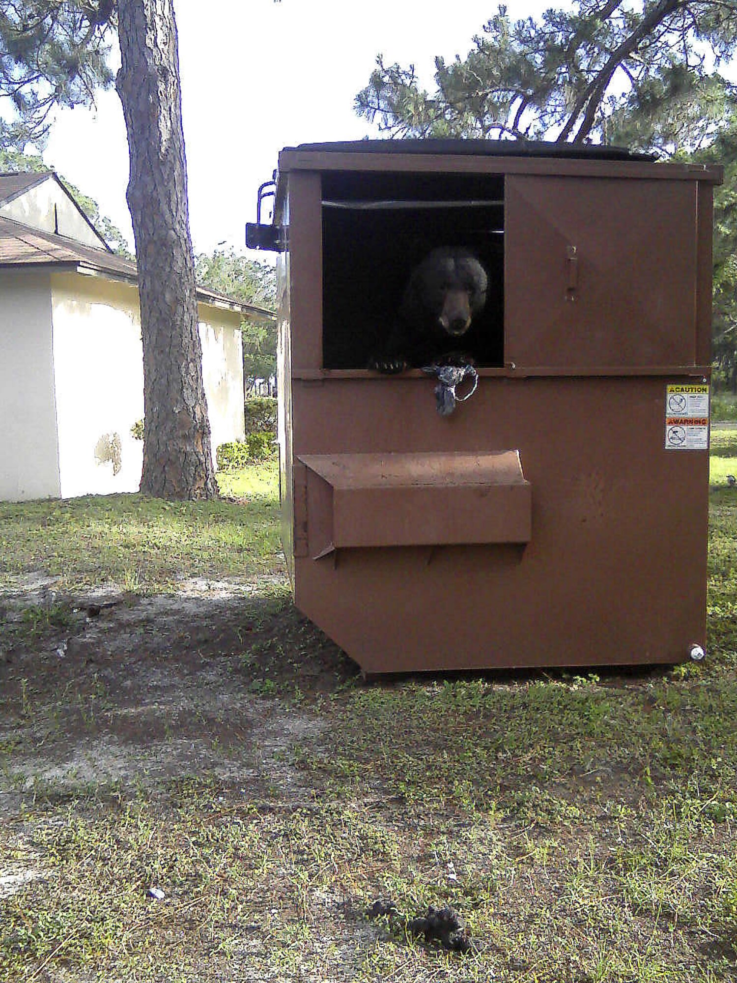 A Florida black bear rummages through a dumpster at Tyndall Air Force Base, Fla. By securing trash and garbage cans Tyndall residents can help reduce the frequency of bear incursions into residential areas. (Courtesy Photo)