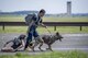 A Tokyo Metropolitan Police Department K-9 unit drags a training dummy during a Police Week K-9 Unit Ruck March competition, May 19, 2017, at Yokota Air Base, Japan. The Ruck March competition consisted of: a dog carry up five flights of stairs, scent detection challenge, low-crawl, barricade jumps, and dummy drag while carrying a 35 pound pack and running between each obstacle totaling five miles. (U.S. Air Force photo by Airman 1st Class Donald Hudson)