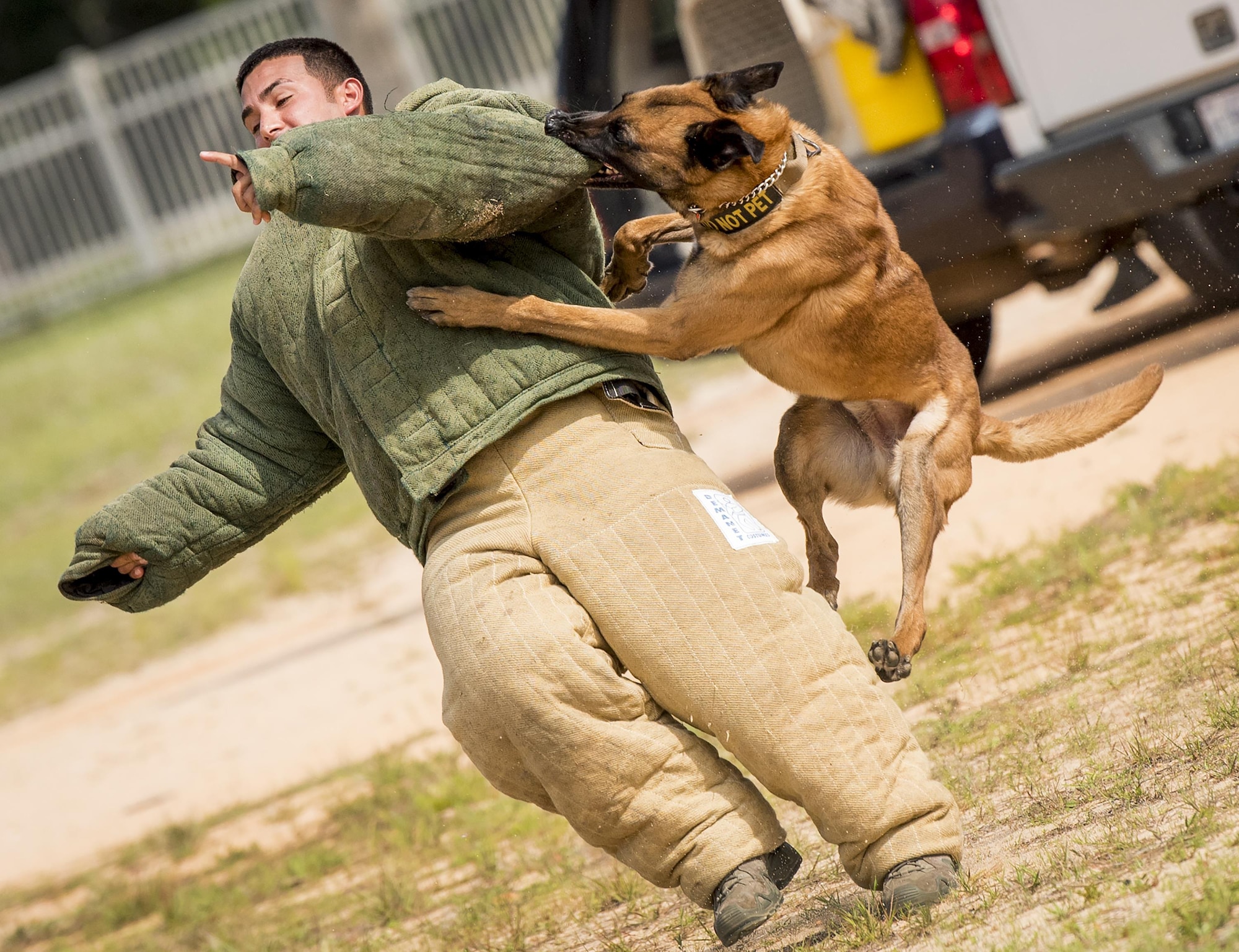 Arko, a military working dog assigned to the  96th Security Forces Squadron, captures a simulated suspect during a demonstration for Eglin Elementary School kids at Eglin Air Force Base, Fla., May 18, 2017. The event was in celebration of National Police Week. More than 100 children watched the demonstration. (U.S. Air Force photo/Samuel King Jr.)