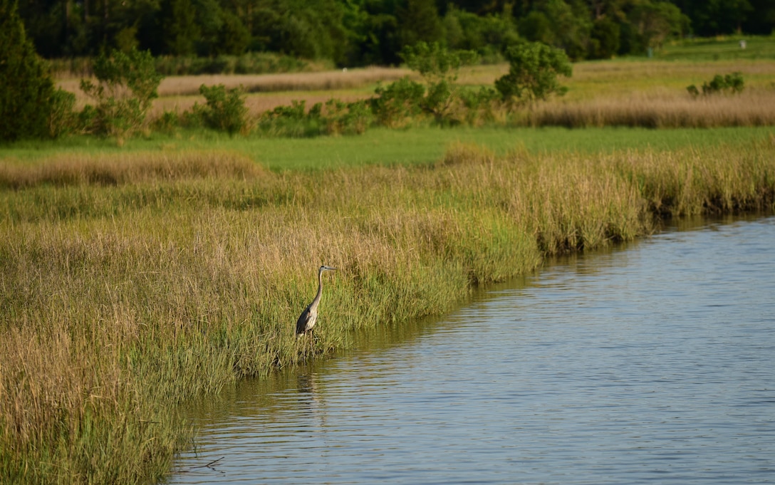 A Great Blue Herring stands in brackish water near the Langley Air Force Base nature trail at Joint Base Langley-Eustis, Va., May 10, 2017. Joint Base Langley Eustis is home to species including birds and reptiles like the Great Blue Herring. (U.S. Air Force photo by Staff Sgt. Natasha Stannard)