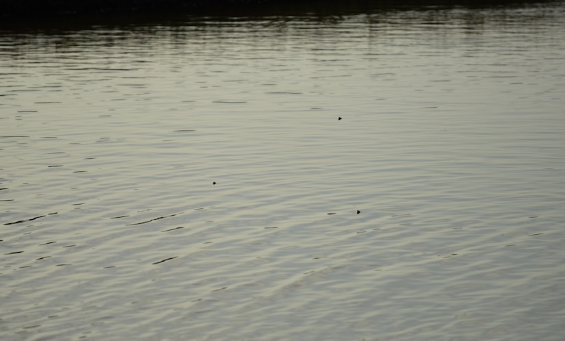 Diamondback Terrapin Turtles poke out of the water as they looks for an ideal nesting area at Joint Base Langley-Eustis, Va., May 10, 2017. The Diamondback Terrapin was a federal candidate for listing under the endangered species act in the 90s, but was not listed in order to give states its inhabits more time to manage targeted recovery of the species. (U.S. Air Force photo by Staff Sgt. Natasha Stannard)