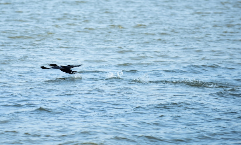 A Double-crested Cormorant flies from the Chesapeake Bay at Joint Base Langley-Eustis, Va., May 10, 2017. Military installations like JBLE, oftentimes act as refuges for wildlife as environmental preservation comes hand-in-hand with continuing military missions. (U.S. Air Force photo by Staff Sgt. Natasha Stannard)