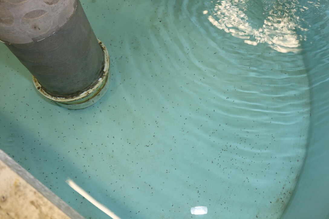 Newly-hatched pallid sturgeon in a tank at the Gavins Point National Fish Hatchery.