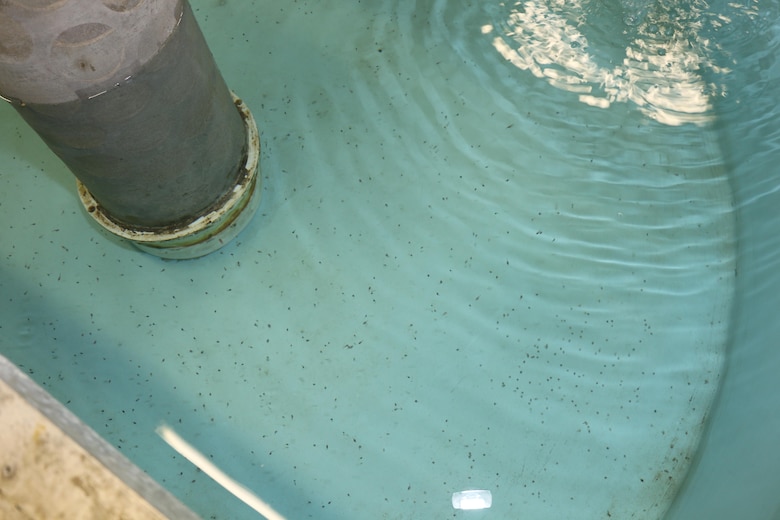 Newly-hatched pallid sturgeon in a tank at the Gavins Point National Fish Hatchery.