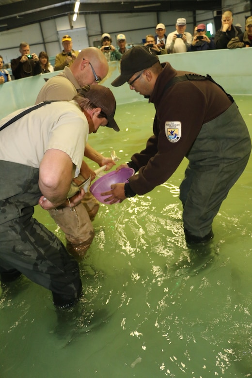 Staff at the Gavins Point National Fish Hatchery collect eggs from a female pallid sturgeon as members and support staff of the Missouri River Recovery Implementation Committee look on.