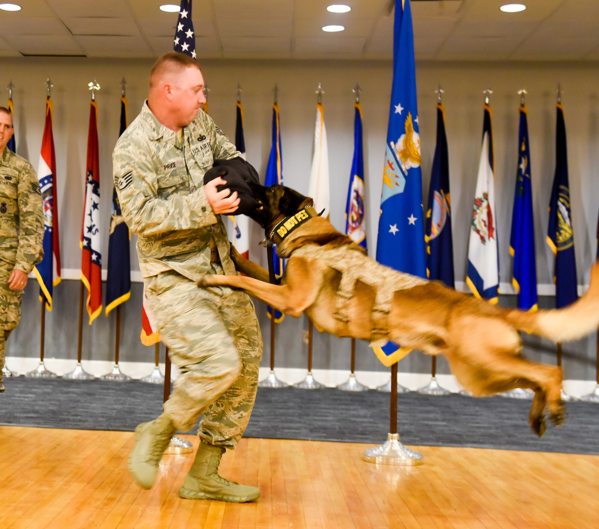 Military Working Dog Dito lunges at Staff Sgt. Matthew Price, 14th Security Forces Squadron Kennel Master following a retirement ceremony May 17, 2017, at the Columbus Club on Columbus Air Force Base, Mississippi. At the conclusion of the ceremony, there was a small demo of the capabilities of MWDs. (Courtesy photo)