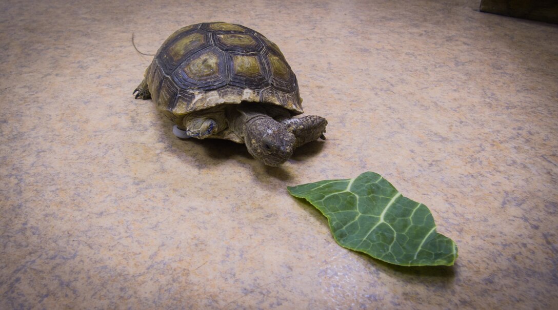 MC1197 tests his new prosthetic in the office of Dr. Tom Boyer, veterinarian and reptile specialists, Pet Hospital of Penasquitos, located in San Diego, Calif., May 19. Biologists with NREA discovered two imperiled desert tortoises in late March after they had been attacked by what was presumed to be coyotes. They were found and rescued within a week of each other; one having lost one limb and the other having lost both front limbs. (Photo by James Kever)