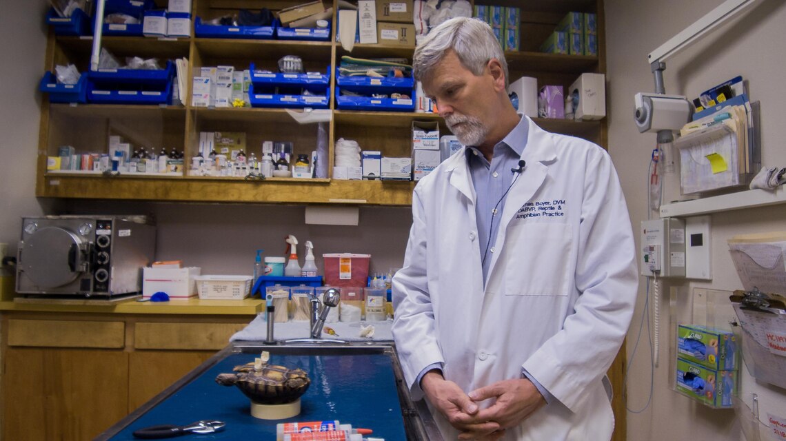Dr. Tom Boyer, veterinarian and reptile specialists, Pet Hospital of Penasquitos, located in San Diego, Calif., fits MC3402, nicknamed Lt. Dan, with prosthesis, May 19. Biologists with NREA discovered two imperiled desert tortoises in late March after they had been attacked by what was presumed to be coyotes. They were found and rescued within a week of each other; one having lost one limb and the other having lost both front limbs. (Photo by James Kever)