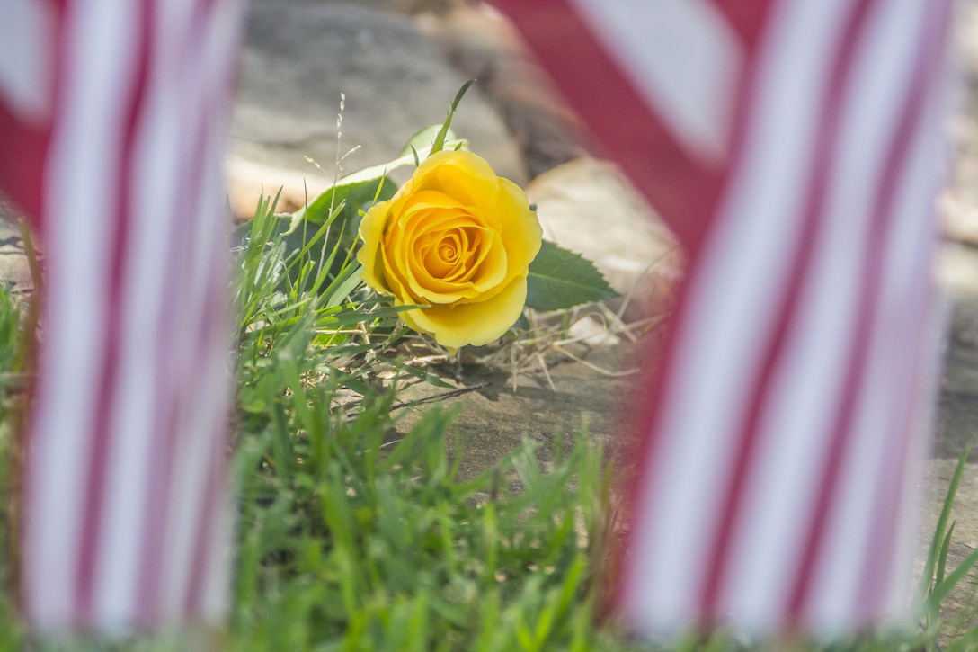 A yellow rose adorns the stone of Henry Leitner, who died during WWII, in Clemson University’s Scroll of Honor during a Memorial Day observance in Clemson’s Memorial Park, May 28, 2017. The Scroll of Honor is a grass-topped barrow with a ring of stones around it upon which the names of every Clemson alumnus who gave the ultimate sacrifice are etched. To date there are 491.(U.S. Army Reserve photo by Staff Sgt. Ken Scar)
