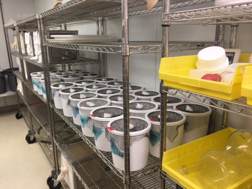 Walter Reed Army Institute of Research’s “insectary” breeds and houses tens of thousands of mosquitos for use in malaria vaccine trials, in Silver Spring, Md., May 31, 2017. Each bucket holds approximately 250 adult mosquitos. DoD photo by Rick Docksai