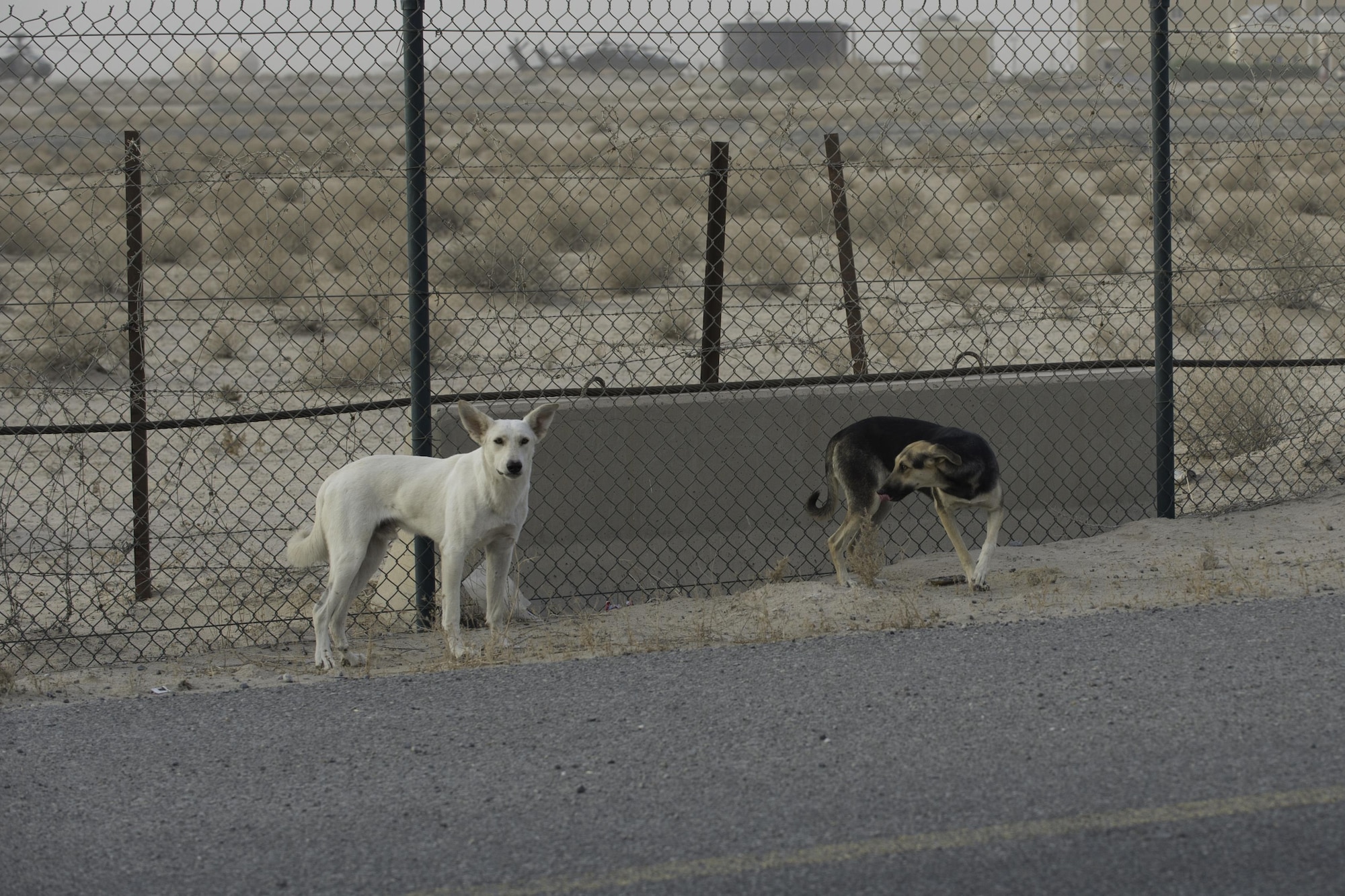 Feral dogs can be prone to fighting amongst themselves and are very protective of their young, which leaves the base populace at risk of being bitten.