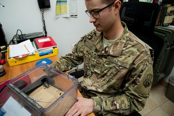 The Black Fat-tailed scorpion, one of the most dangerous scorpions on earth, has had its stinger removed to insure it is no longer a threat.