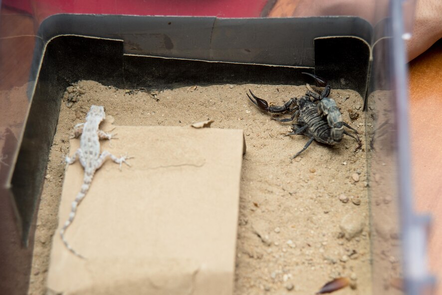 The 386th ECES  Pest Management and Entomology flight, uses these animals to educate the base populace on local wildlife.