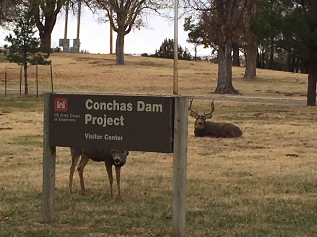 CONCHAS DAM, N.M. – Two of the many deer that can be found grazing on the lawn in front of the project office, Dec. 2, 2016.