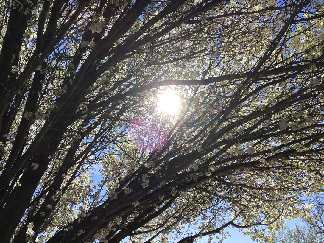 ALBUQUERQUE, N.M. – The sun shines through a tree filled with blossoms in the District office’s parking lot, March 1, 2017.