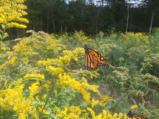 Male butterflies on vegetation.