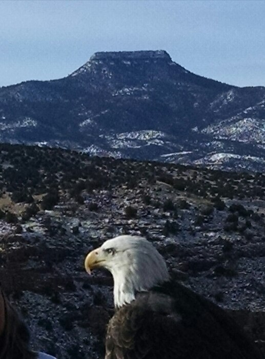 ABIQUIU LAKE, N.M. – One of the bald eagles spotted during the annual Midwinter Eagle Watch, Jan. 7, 2017. Cerro Pedernal is seen in the background. Photo by Clarence Maestas. This 2017 Photo Drive entry placed first based on employee voting.