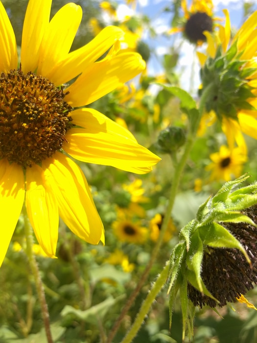 SAN FELIPE PUEBLO, N.M. – Close up of sunflowers at the pueblo, Sept. 13, 2017. Photo by Kara Hickey. This was a 2017 Photo Drive entry.