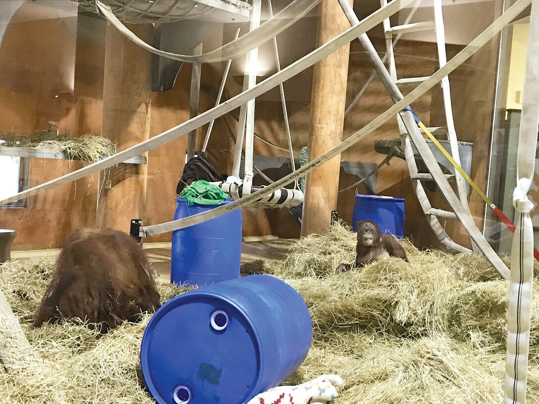 Orangutans enjoy their new, renovated habitat, which now includes much more fire hose that the animals can romp and play on.