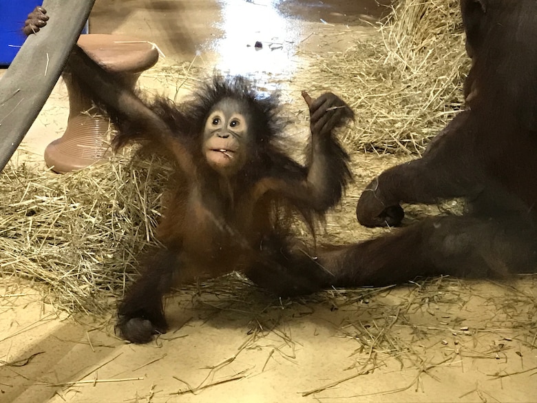 Redd, the one-year-old orangutan, recently had his habitat updated with the help of a donation of fire hoses given by  Quantico Fire and Resucue.  Zoo personnel created more places for Redd to swing and play on, which zoo personnel said will help him further develop his coordination.