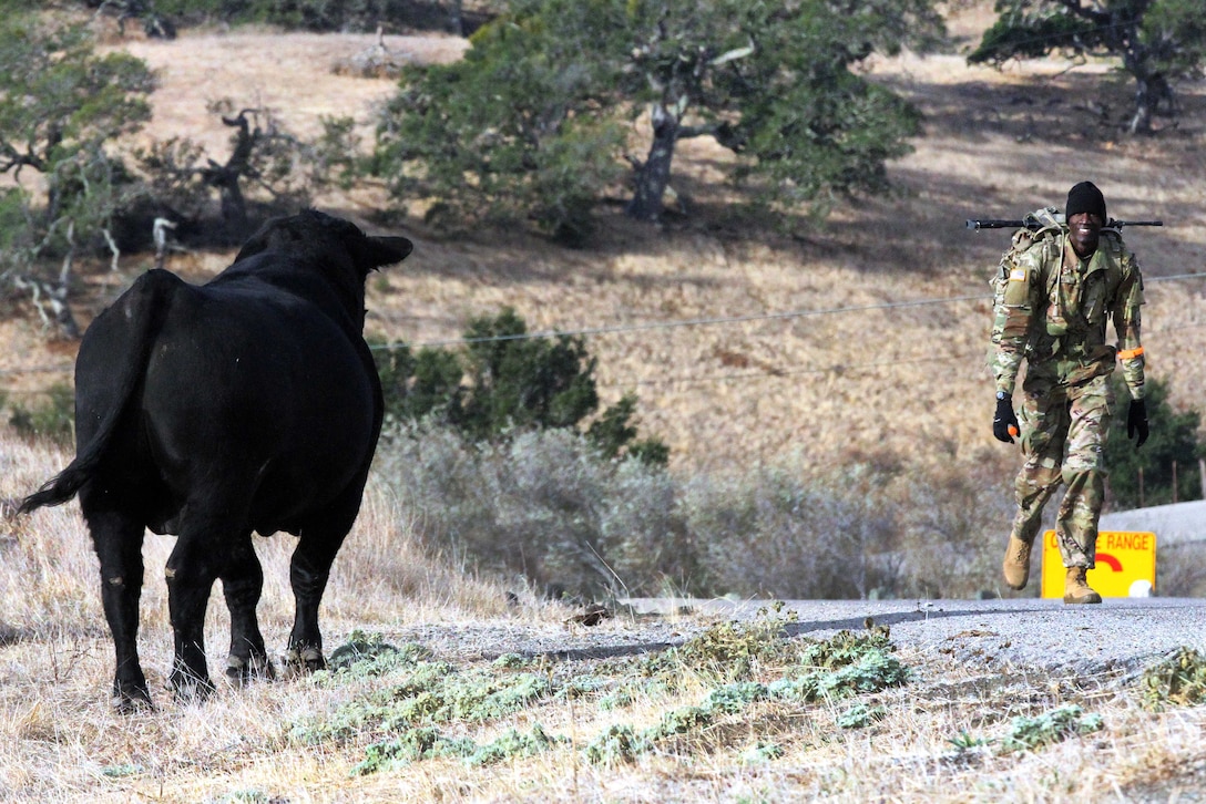 Army Spc. Deng A. Deng, right, gets an unusual spectator, a 3,000-pound bull as he nears the finish line.