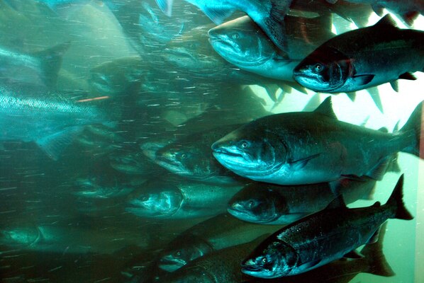 Salmon swim by a fish window at Bonneville Lock & Dam on the Columbia River as they return to their spawning grounds. The Oregon Department of Fish and Wildlife assists the U.S. Army Corps of Engineers in meeting The Dalles and John Day dams’ fish mitigation goals by producing similar fish at the Bonneville Fish Hatchery. This past year, the Corps changed from a cooperative agreement with ODFW to contracts for hatchery services.