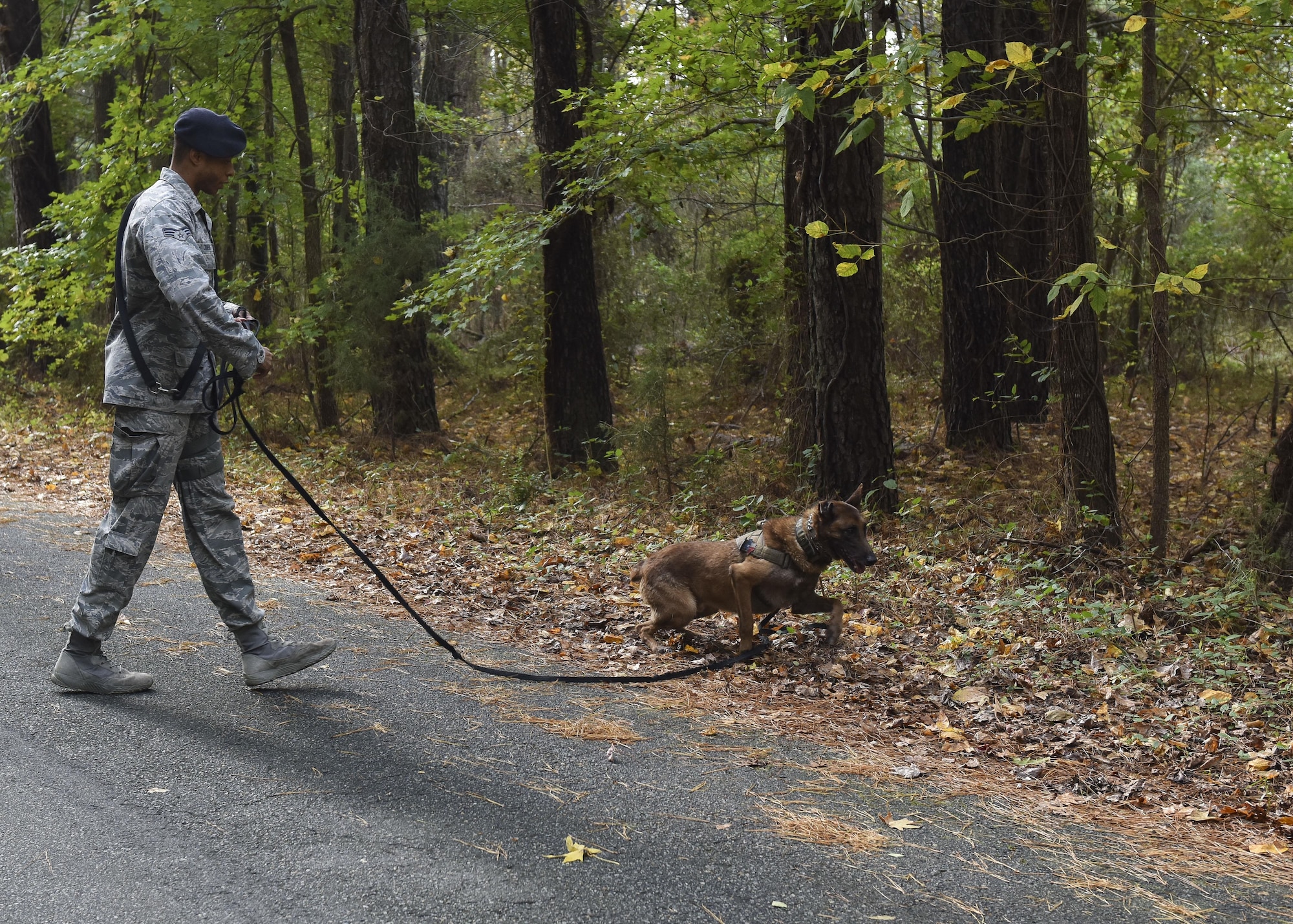 U.S. Air Force Senior Airman Mark Cravens, 633rd Security Forces Squadron military working dog handler, and his dog Mmarc, 633rd SFS MWD, train to detect explosive threats at Joint Base Langley-Eustis, Va., Nov. 14, 2017.