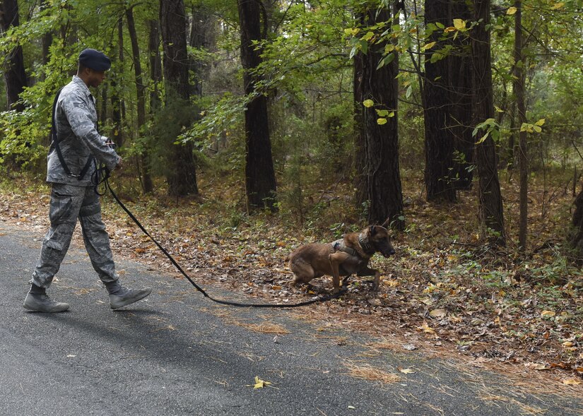 U.S. Air Force Senior Airman Mark Cravens, 633rd Security Forces Squadron military working dog handler, and his dog Mmarc, 633rd SFS MWD, train to detect explosive threats at Joint Base Langley-Eustis, Va., Nov. 14, 2017.