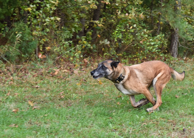 Max, 633rd Security Forces Squadron military working dog, runs after being commanded to bite, at Joint Base Langley-Eustis, Va., Nov. 14, 2017.