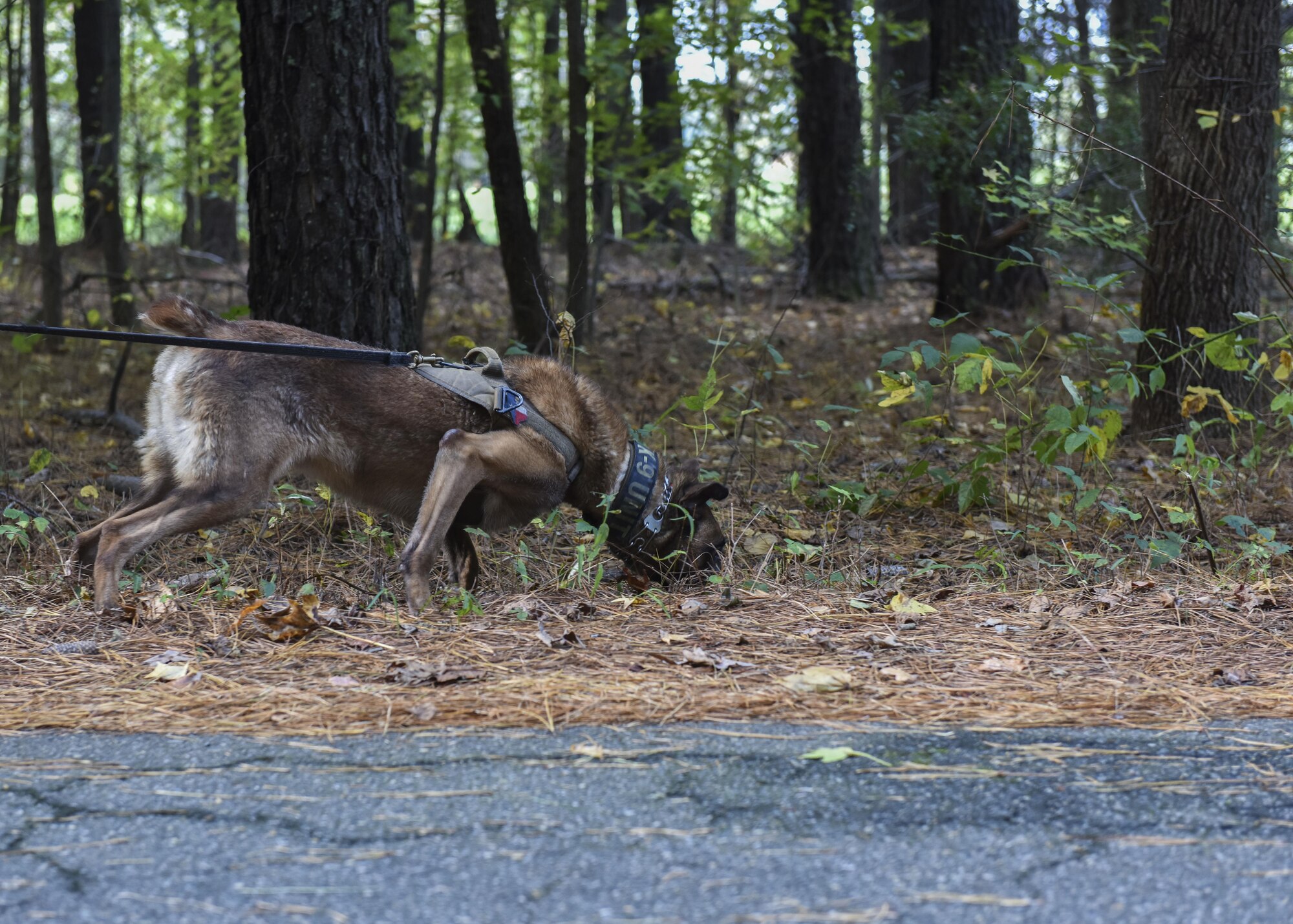 Mmarc, 633rd Security Forces Squadron military working dog, sniffs out explosive training aids during training at Joint Base Langley-Eustis, Va., Nov. 14, 2017.