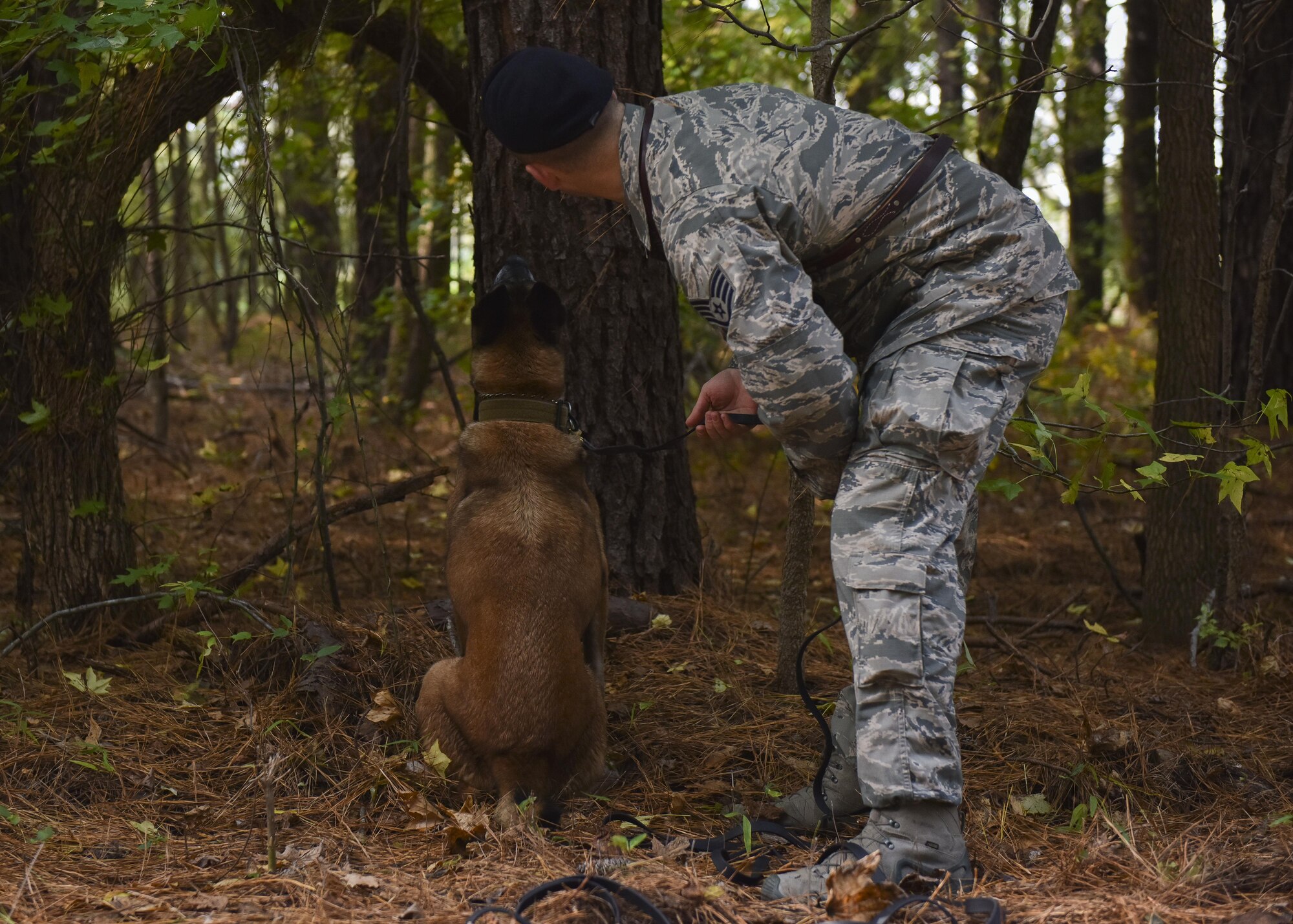 U.S. Air Force Staff Sgt. Carmen Pontello, 633rd Security Forces Squadron dog handler, watches his dog Max, 633rd SFS military working dog, after finding his target, at Joint Base Langley-Eustis, Va., Nov. 14, 2017.