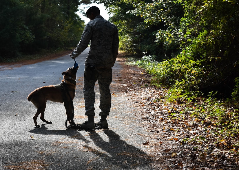 Mmarc, 633rd Security Forces Squadron military working dog, is awarded a toy after correctly identifying a threat, at Joint Base Langley-Eustis, Va., Nov. 14, 2017.