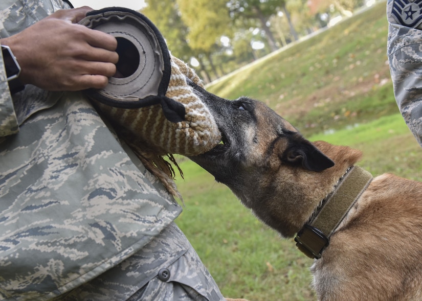 While training, the “enemy” wears a protective sleeve to protect their skin from the MWDs bite at Joint Base Langley-Eustis, Va., Nov. 14, 2017.