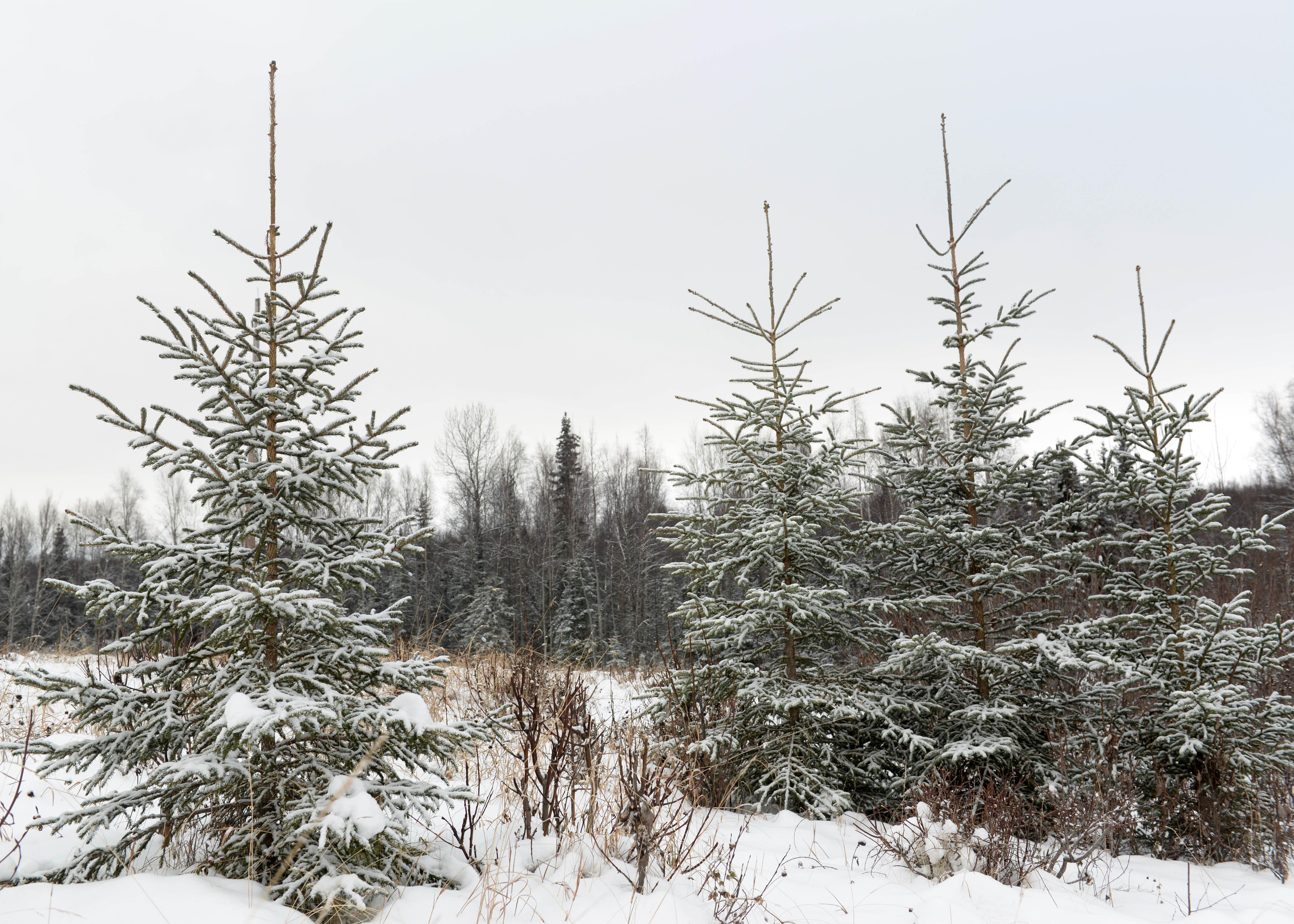 Usarak Isportsman Christmas Tree Cutting 2021 Jber Christmas Tree Harvest In Full Swing Joint Base Elmendorf Richardson News Articles