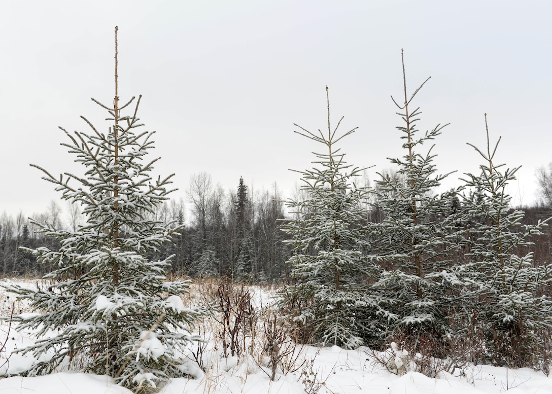 JBER Christmas Tree Harvest in full swing