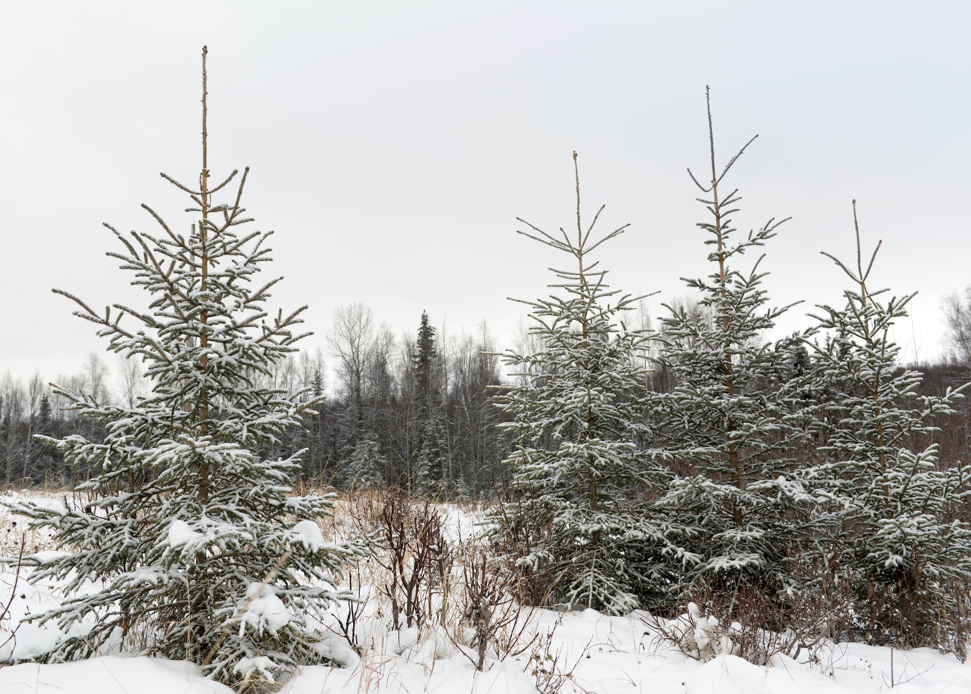 Trees within the boundaries of the Christmas Tree Harvest 2017 program stand waiting at Joint Base Elmendorf-Richardson, Alaska, Nov. 16, 2017. Individuals wanting a live tree for the holidays have the opportunity to harvest one for free, and also support the forestry program.