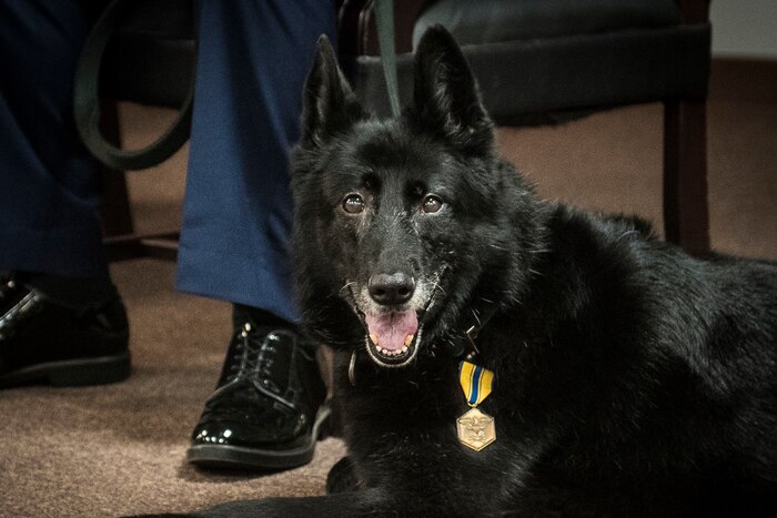 A black dog poses for the camera.