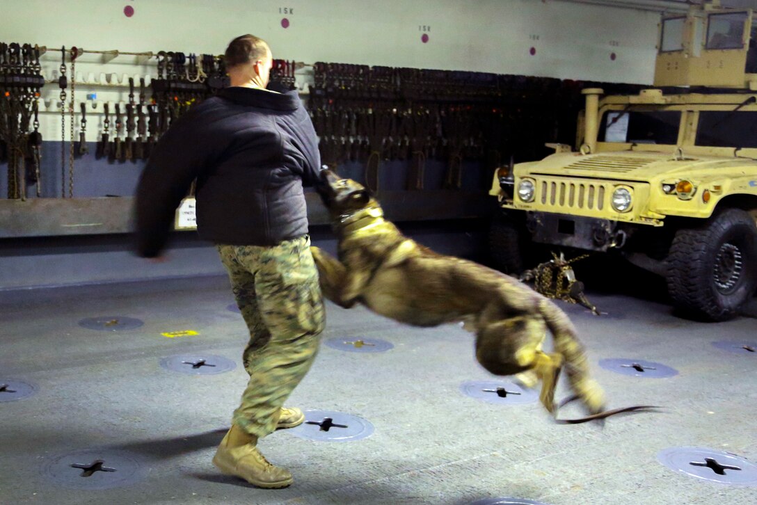 Harry, a military working dog, demonstrates a controlled aggression technique on the arm of Marine Corps Lance Cpl. Zack Barkley.