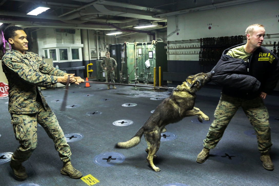 Harry, a military working dog, performs a controlled aggression technique on the arm of Marine Corps Lance Cpl. Zack Barkley.