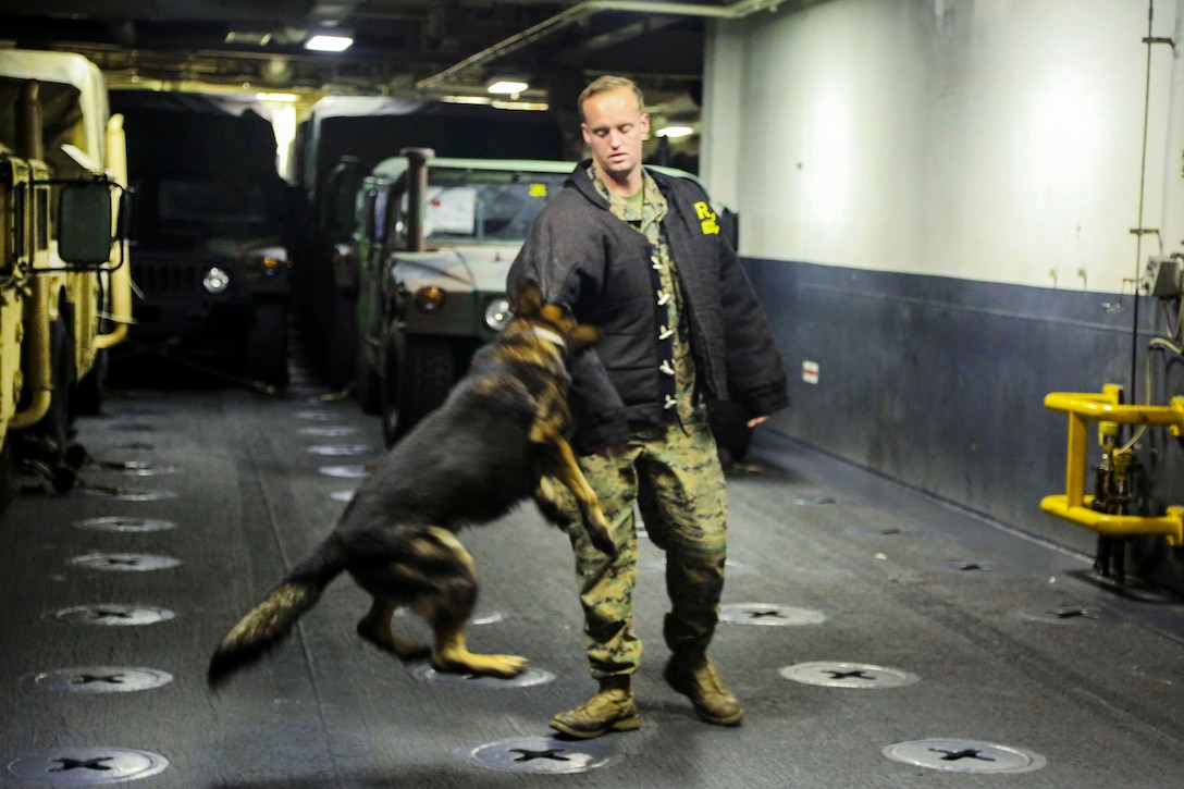 Spidey, a military working dog, performs a controlled aggression technique on the arm of Marine Corps Lance Cpl. Zack Barkley.