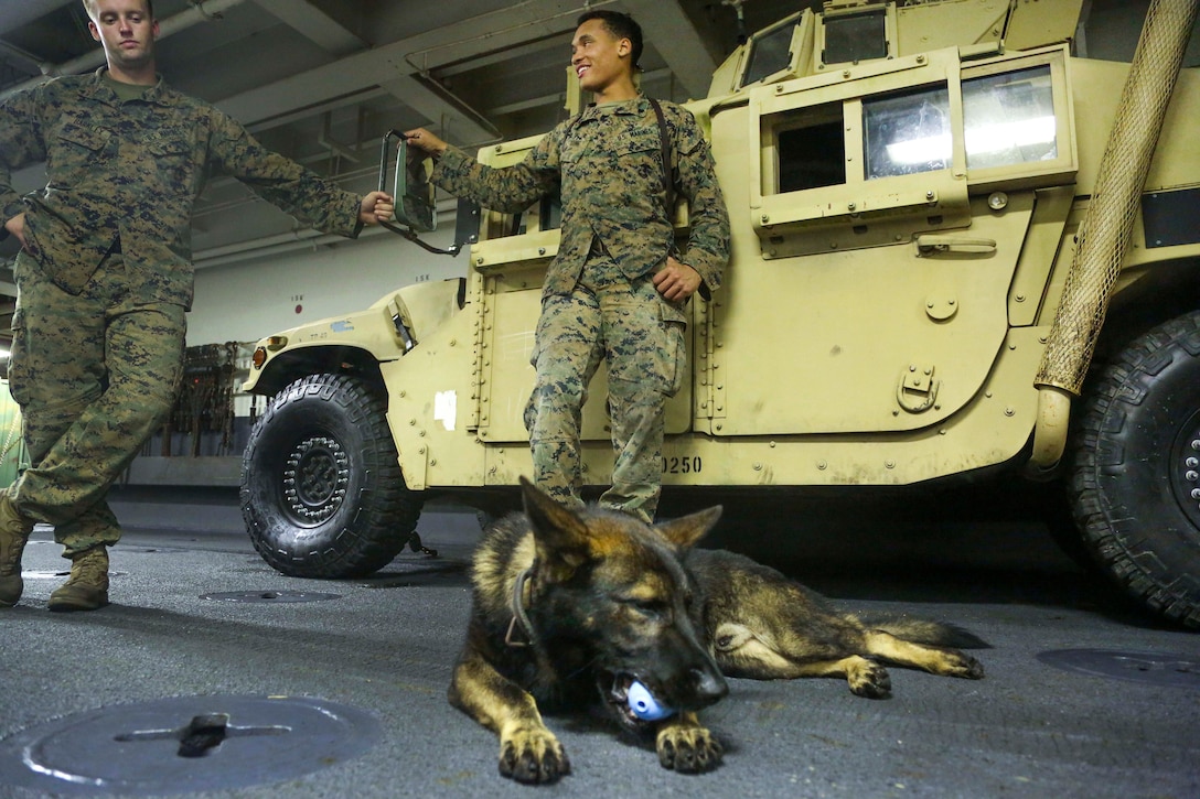 Spidey, a military working dog, plays with a toy after training aboard the amphibious assault ship USS Iwo Jima.