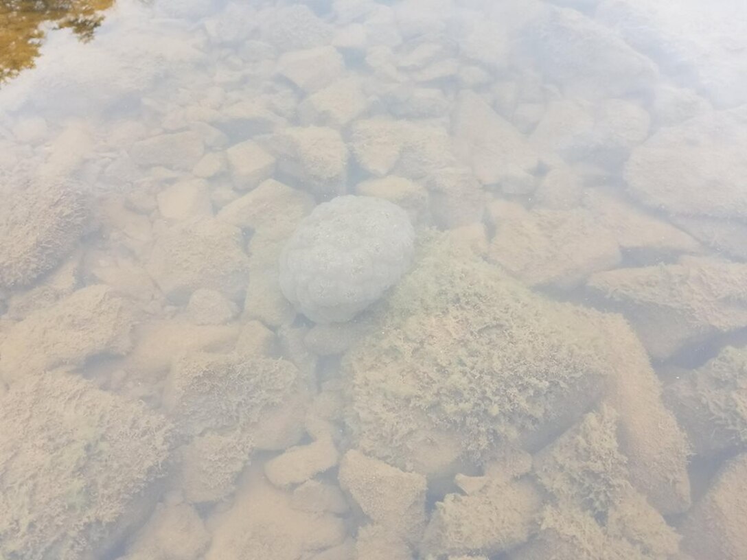 Burnsville Lake  Bryozoans