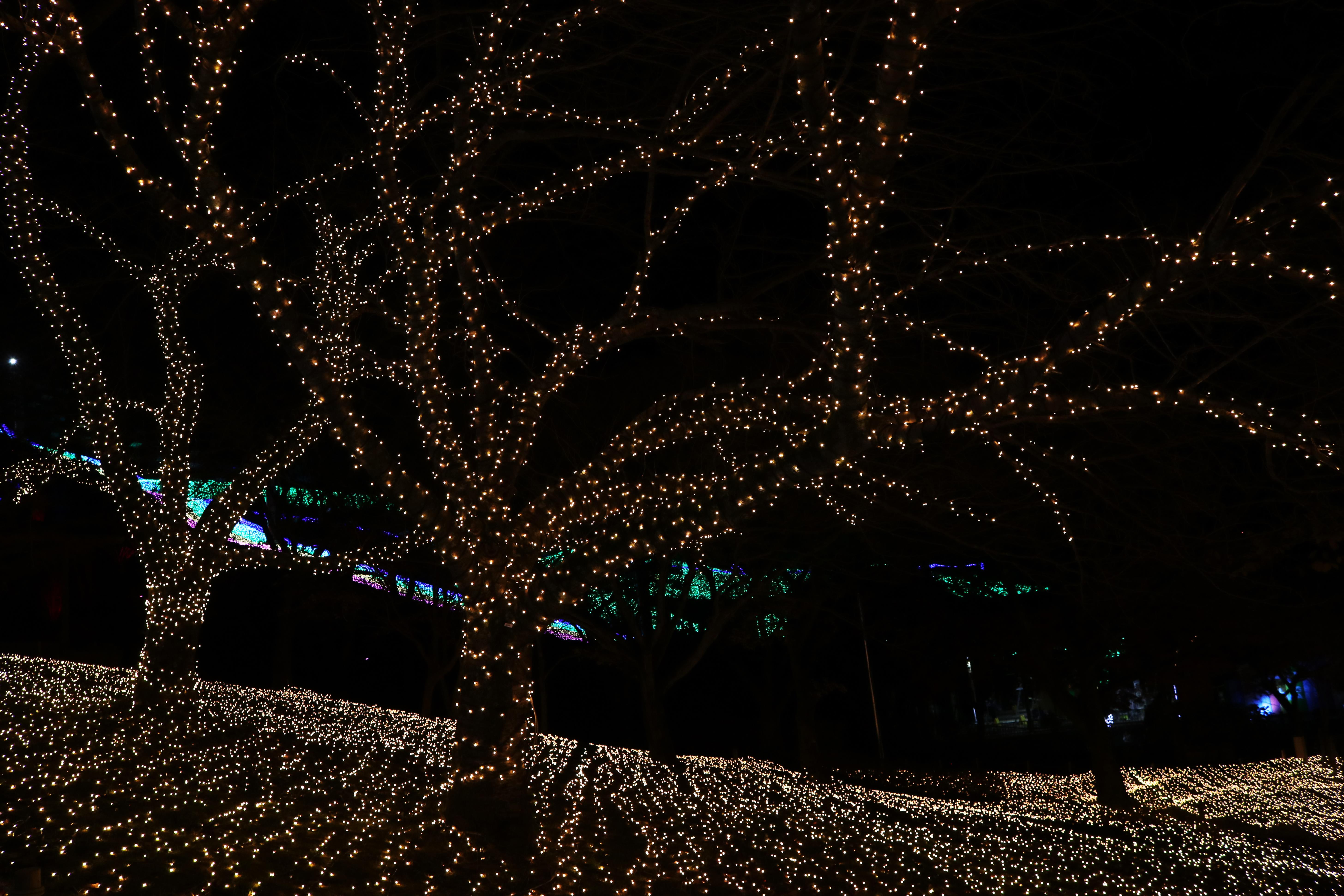 Sagamiko Resort Winter Illumination